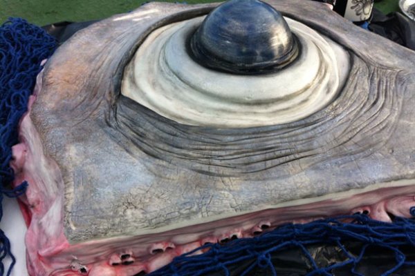 Kraken 24at