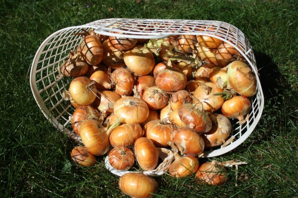 Кракен ссылка на сайт тор