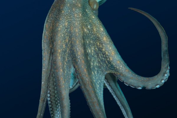 Kraken mirror